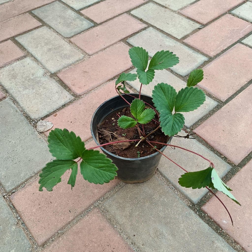 Strawberry Plant in 4 Inch Nursery Pot