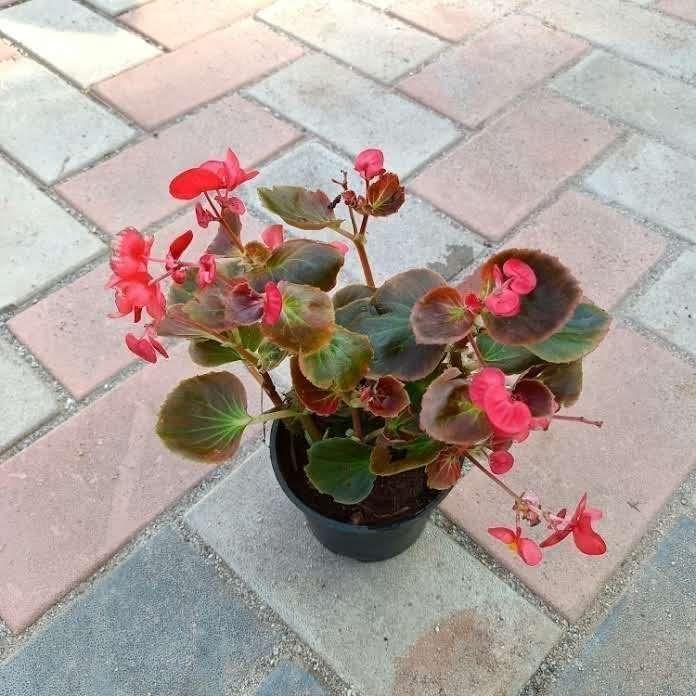 Begonia (any color) in 4 Inch Nursery Pot