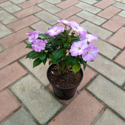 Buy Impatiens Balsamina Purple in 4 Inch Plastic Pot Online | Urvann.com