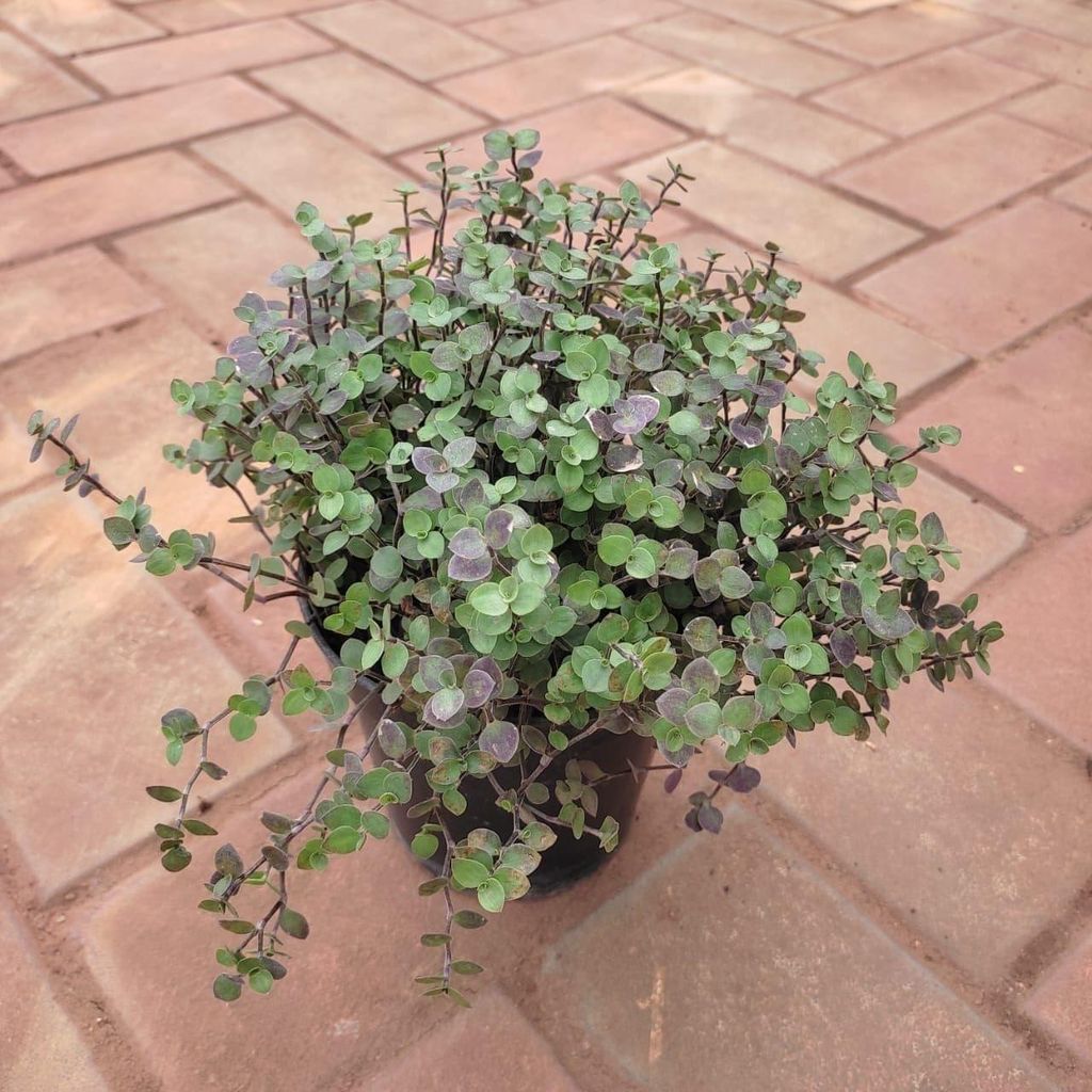 Black Vine in 5 Inch Nursery Pot