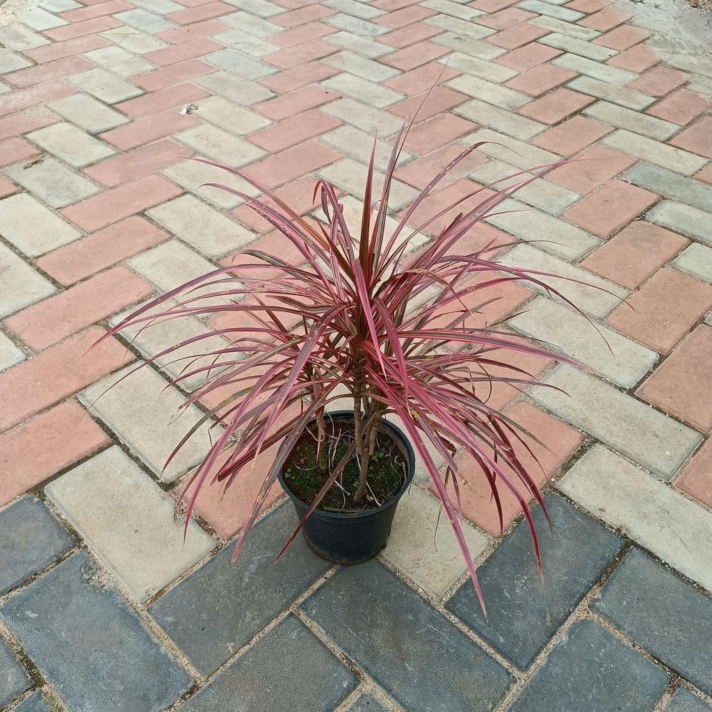 Dracaena Margarita in 6 Inch Nursery Pot