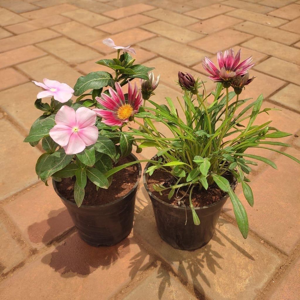 Set Of 2 - Flowering Combo (Vinca & Gazania) (Any Colour) in 4 Inch Nursery Pot