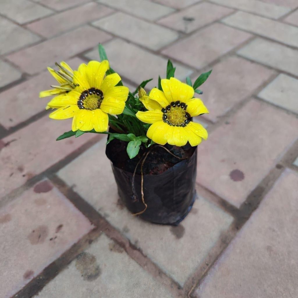 Gazania Rigens in 4 Inch Nursery Bag (Any Colour)