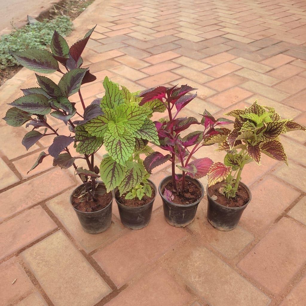 Set Of 4 - Coleus (Any Colour & Patten) in 4 Inch Nursery Pot