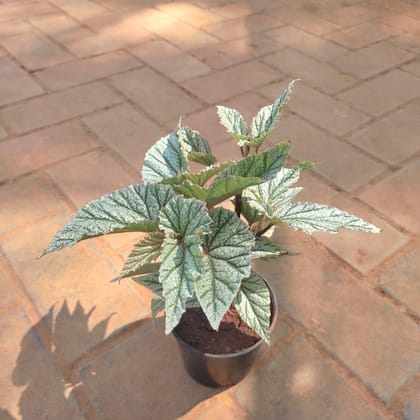 Buy Begonia Rare Printed in 4 Inch Plastic Pot Online | Urvann.com
