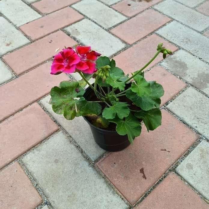 Geranium Dark Pink in 5 Inch Nursery Pot