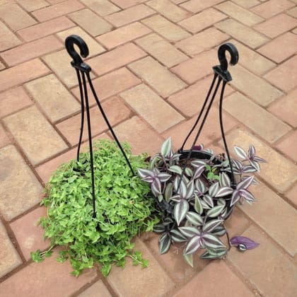 Buy Set Of 2 - Hanging Combo (Turtle Vine & Wandering Jaw) in 5 Inch Hanging Basket Online | Urvann.com