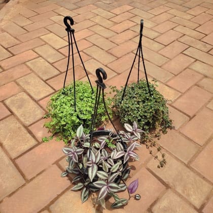 Buy Set Of 3 - Hanging Combo (Turtle Vine, Dichondra Green & Wandering Jaw) in 5 Inch Hanging Basket Online | Urvann.com