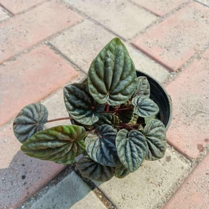 Fittonia Emerall in 4 Inch Nursery Pot