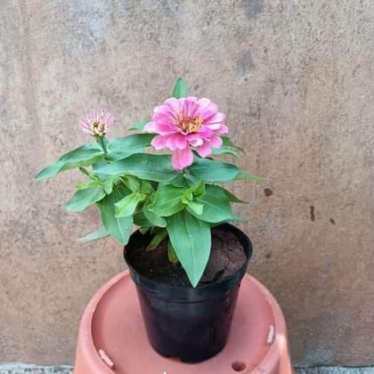 Buy Zinnia (any colour) in 5 Inch Plastic Pot Online | Urvann.com