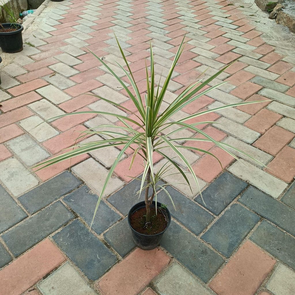 Dracaena White in 4 Inch Nursery Pot