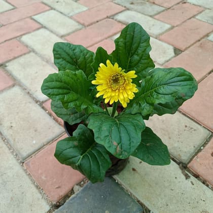 Buy Gerbera Yellow in 4 Inch Plastic Pot Online | Urvann.com