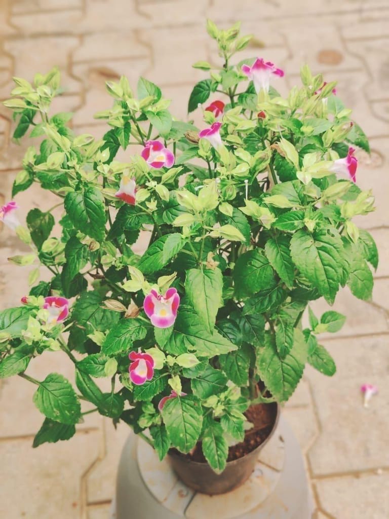 Wishbone Flower / Torenia Pink in 5 Inch Nursery Pot