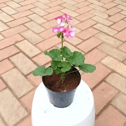 Buy Geranium Pink in 4 Inch Plastic Pot Online | Urvann.com