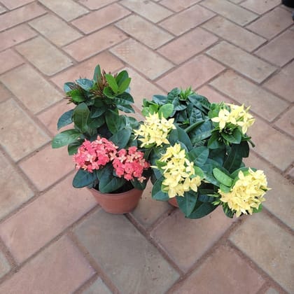 Buy Set of 2 - Ixora ( Yellow, Red) in 5 Inch Plastic Pot Online | Urvann.com