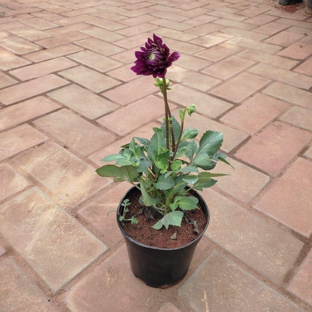 Dahlia (any colour) in 4 Inch Nursery Pot