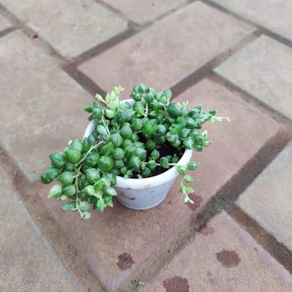 Buy String Of Pearls in 3 Inch Plastic Pot Online | Urvann.com