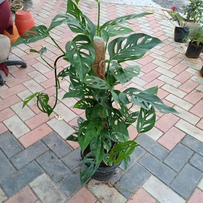 Monstera Broken Heart with 3 ft Moss Stick in 10 Inch Nursery Pot