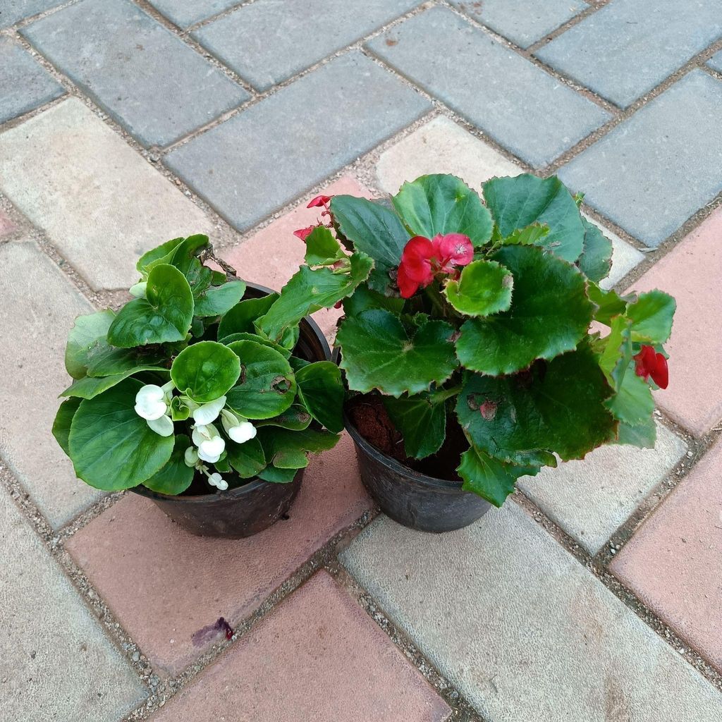 Set of 2 - Begonia (Red & White) in 4 Inch Nursery Pot