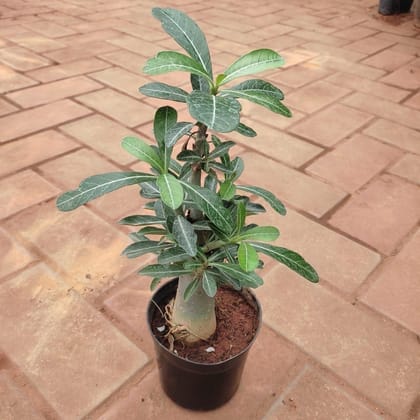 Buy Adenium (Any Colour ) in 4 Inch Plastic Pot Online | Urvann.com