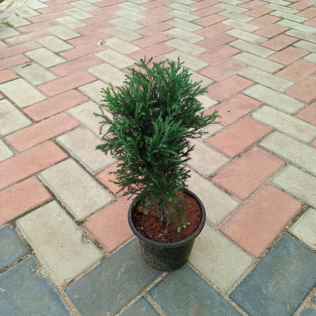 Juniperus in 6 Inch Nursery Pot