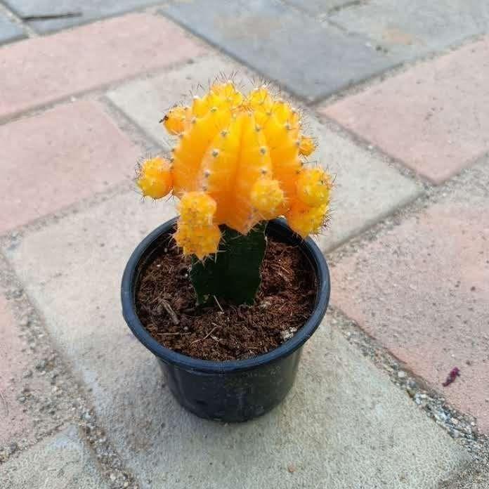 Moon Cactus Yellow in 3 Inch Nursery Pot