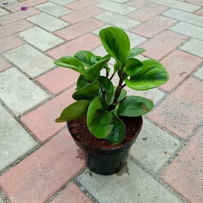 Peperomia Green / Radiator Plant Variegated in 5 Inch Nursery Pot