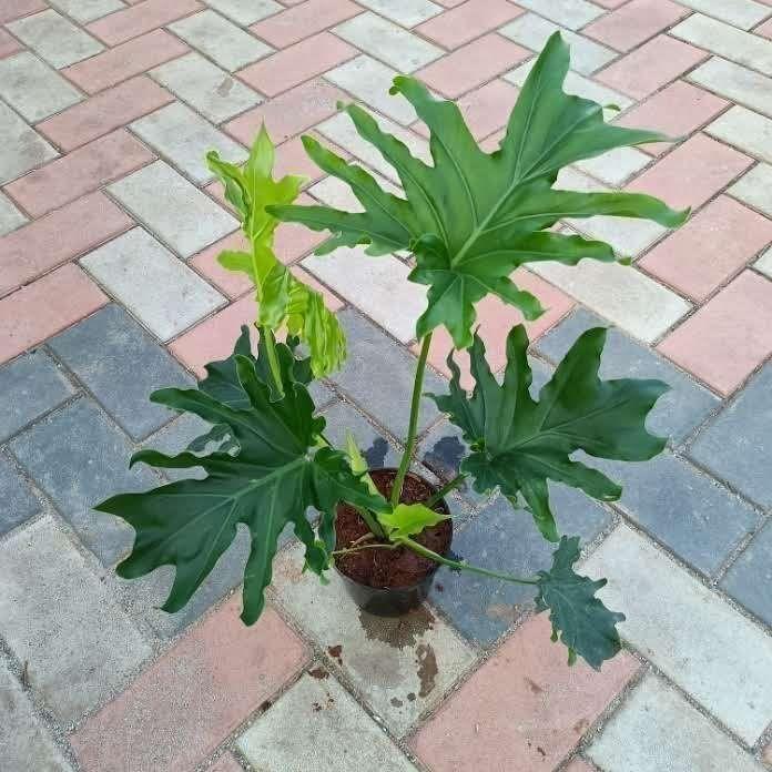 Ruffle / Fan Palm in 10 Inch Nursery Pot