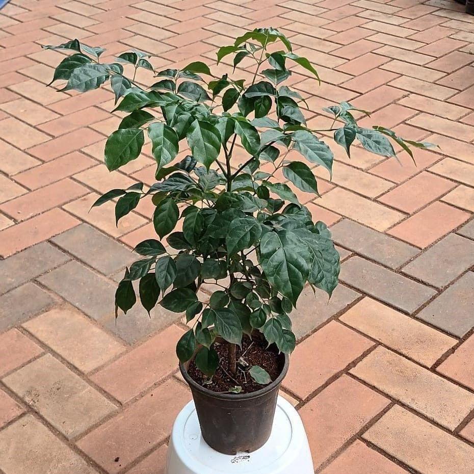 Radermachera / Chinese Doll (~ 1.5 ft) in 6 Inch Nursery Pot