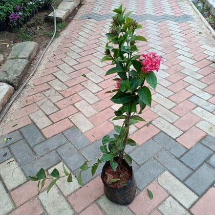 Buy Ixora Red ~ 2-3 ft in 8 Inch Nursery Bag Online | Urvann.com