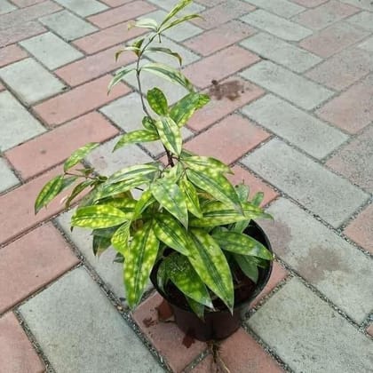 Buy Dracaena Milky in 6 Inch Plastic Pot Online | Urvann.com