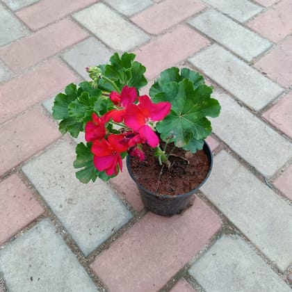 Buy Geranium Pink in 4 Inch Plastic Pot Online | Urvann.com
