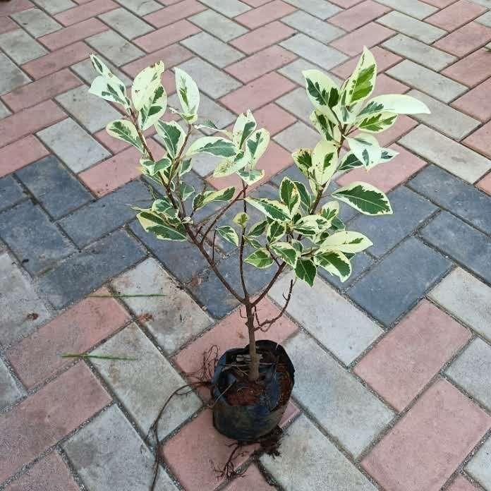 Ficus Starlight in 4 Inch Nursery Bag