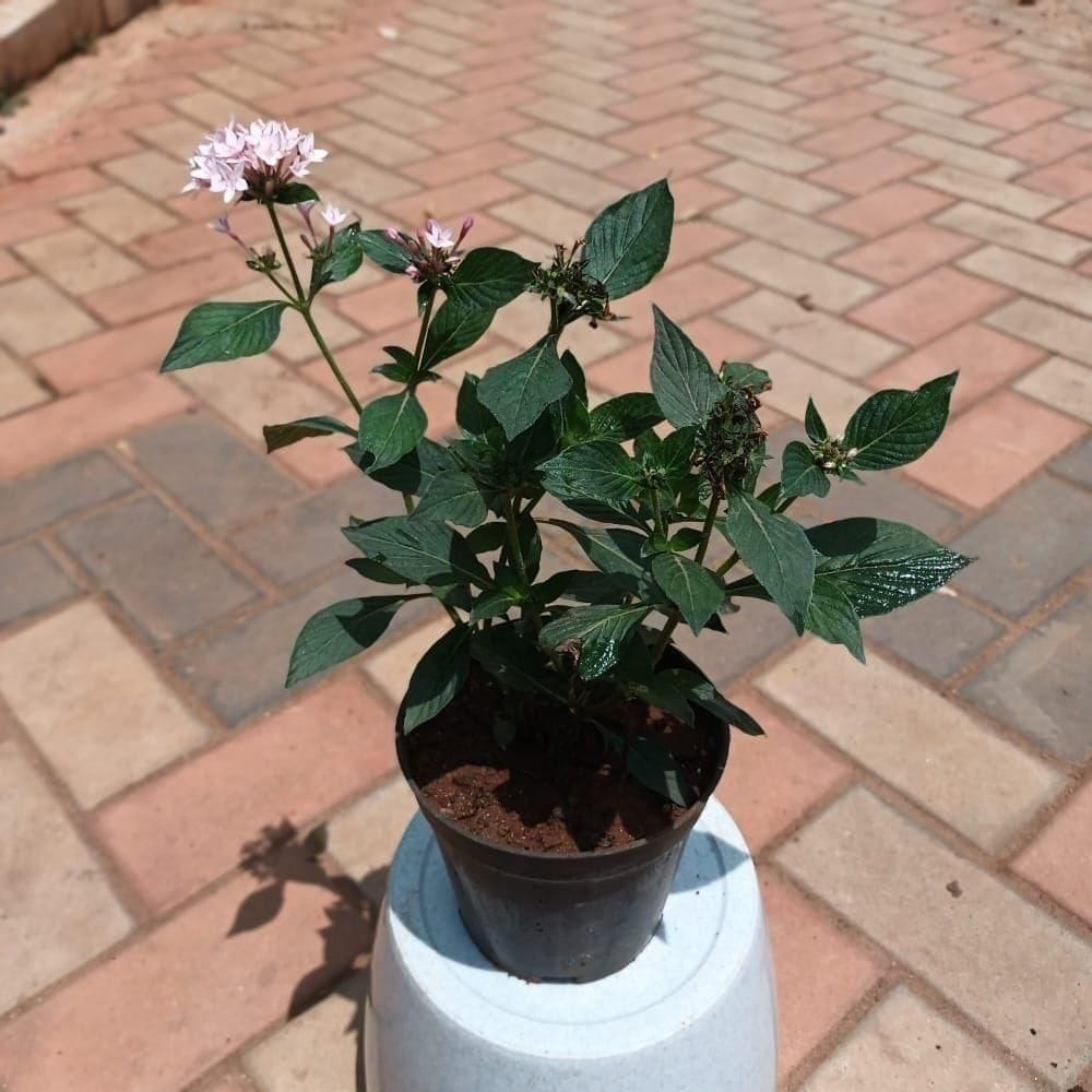 Pentas White in 4 Inch Nursery Pot