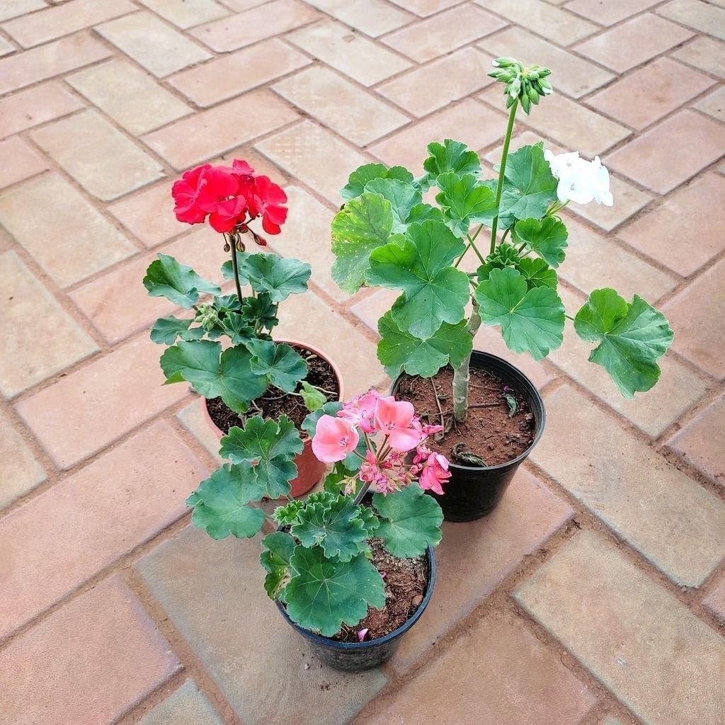 Set Of 3 - Geranium (Red, Pink & White) in 5 Inch Nursery Pot