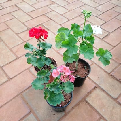 Buy Set Of 3 - Geranium (Red, Pink & White) in 5 Inch Plastic Pot Online | Urvann.com