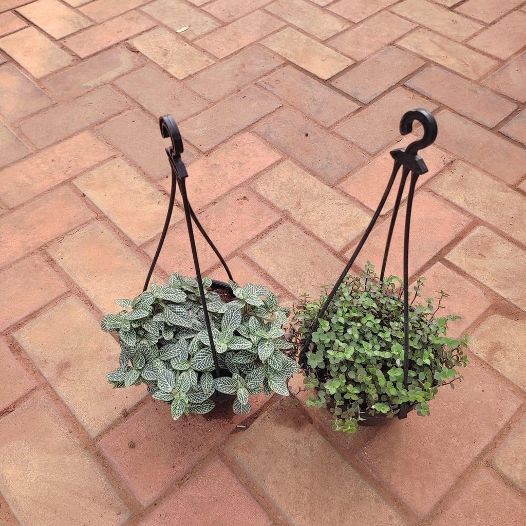 Set of 2 - (Fittonia / Nerve Plant & Turtle Vine) in 6 Inch Hanging Basket (any colour)