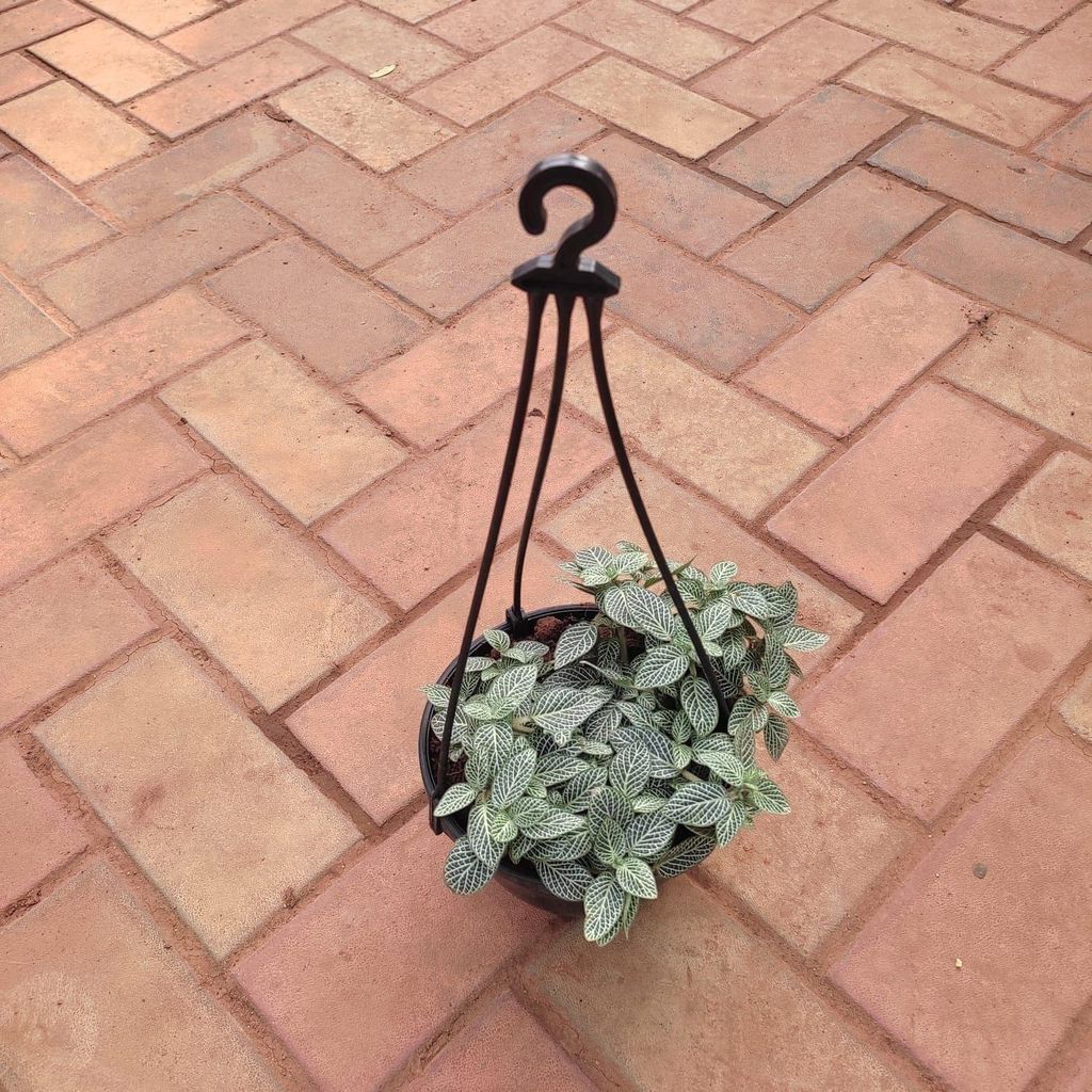 Fittonia / Nerve Plant in 6 Inch Hanging Basket (any colour)