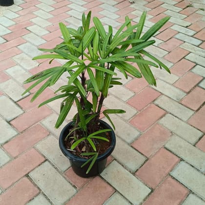 Buy Raphis Palm ~ 1.5 ft in 8 Inch Plastic Pot Online | Urvann.com