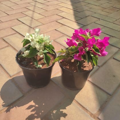 Buy Set of 2 - Bougainvillea (Any Colour) in 5 Inch Plastic Pot Online | Urvann.com