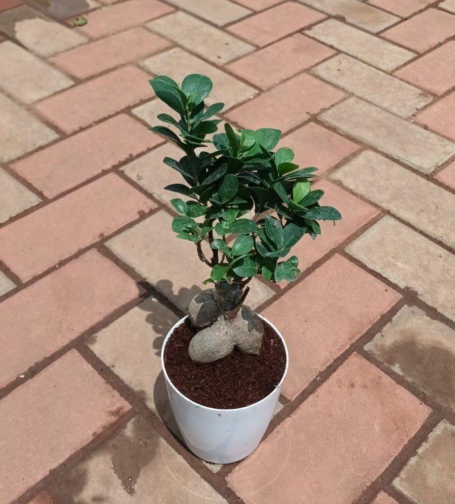 Ficus Bonsai in 5 Inch Elegant Plastic Pot (colour may vary)