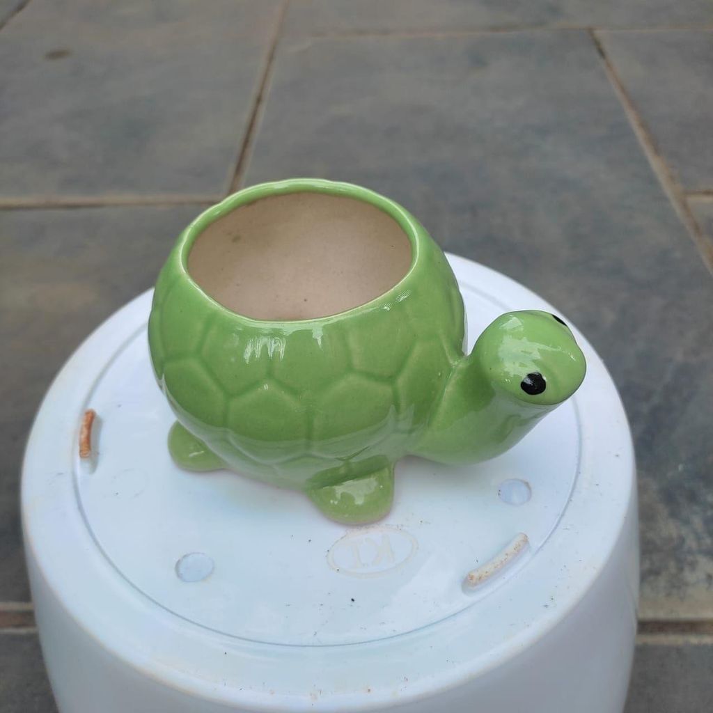 2 Inch Tortoise Designer Ceramic Pot (Any Colour)