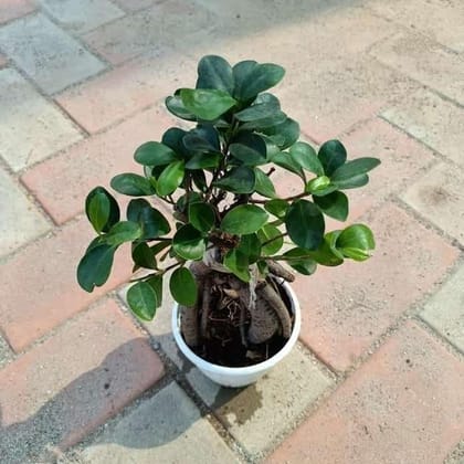 Buy Ficus Bonsai (5 years old) in 4 Inch Plastic Pot Online | Urvann.com