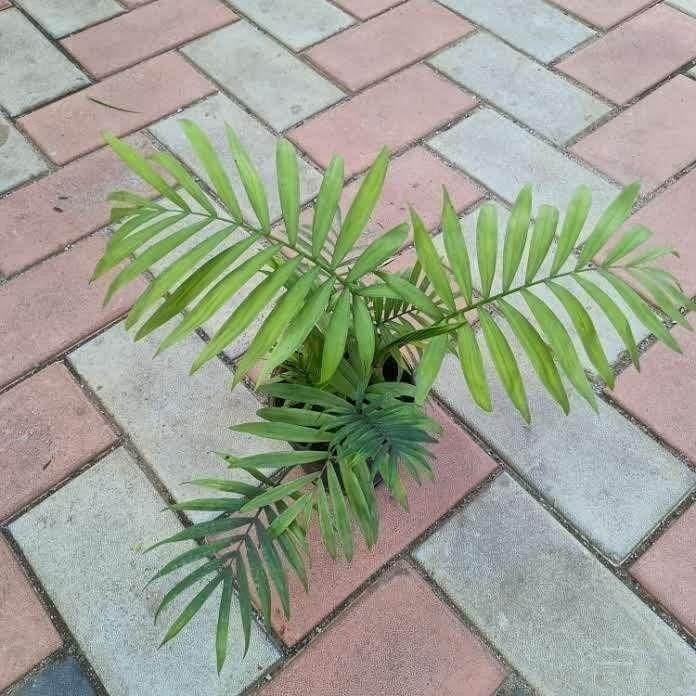 Chameadorea Palm in 4 Inch Nursery Pot
