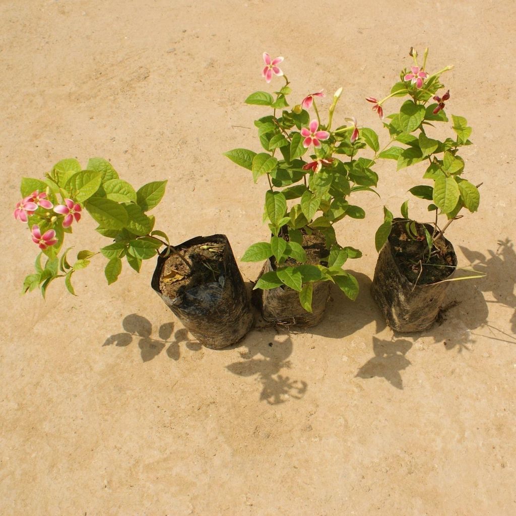 Set of 3 - Madhu Malti / Rangoon Creeper (any colour) in 4 Inch Nursery Bag