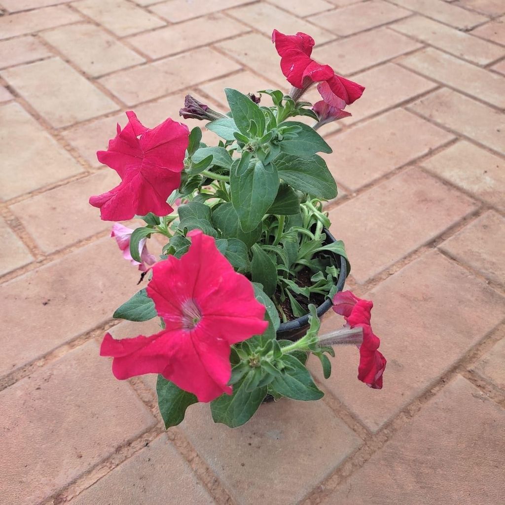 Petunia (any colour) in 5 Inch Nursery Pot