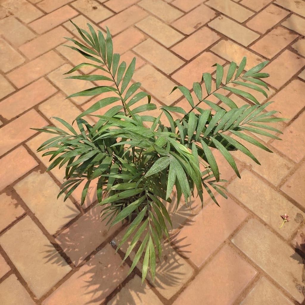 Chameadorea Palm in 4 Inch Nursery Pot