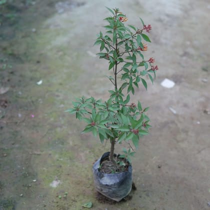 Buy Hamelia Plant (any colour) in 4 Inch Nursery Bag Online | Urvann.com