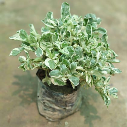 Buy Alternanthera Variegated in 4 Inch Nursery Bag Online | Urvann.com