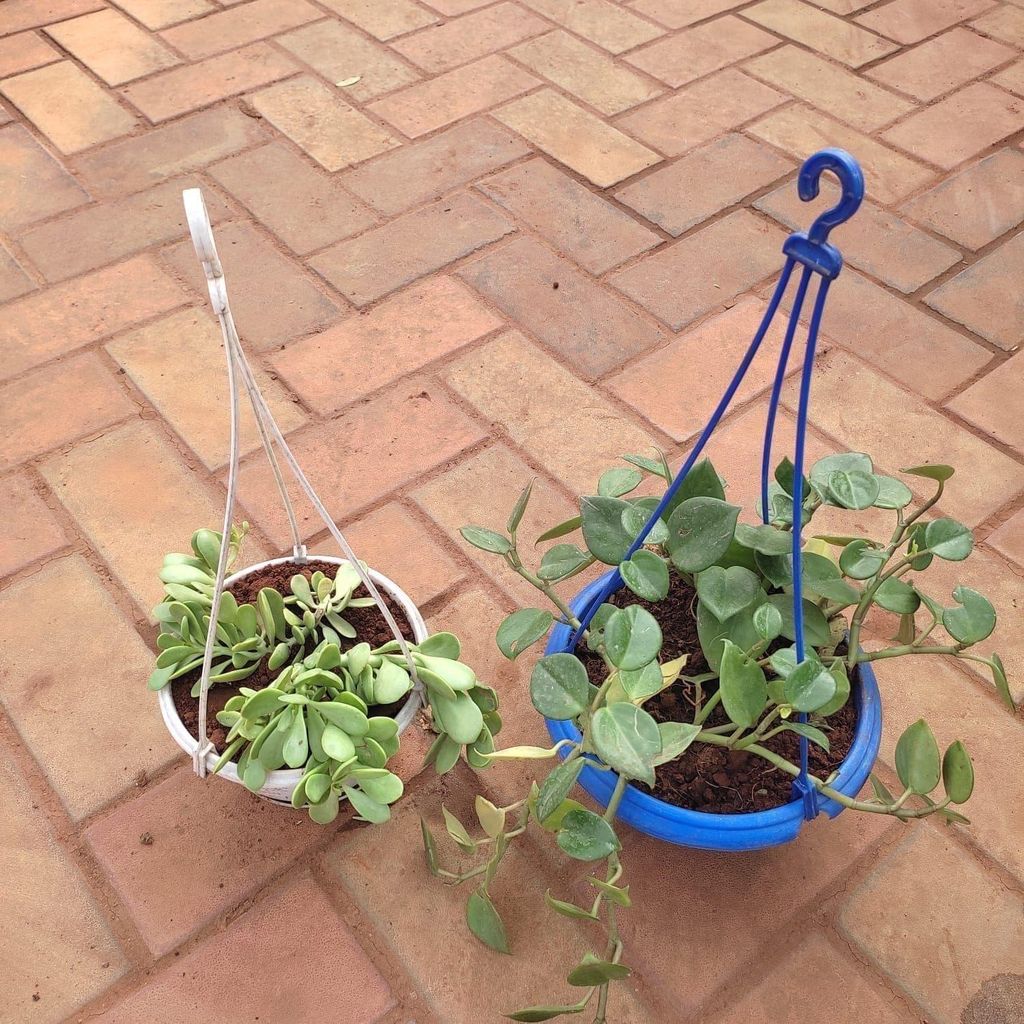 Set of 2 - (Pigmy weeds & Vinca Vine) in 6 Inch Hanging Basket (any colour)